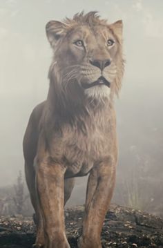 a large lion standing on top of a dry grass covered field with trees in the background