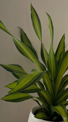 a large green plant in a white pot