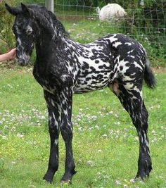 a black and white spotted horse standing on top of a lush green grass covered field