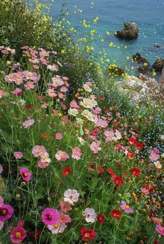 wildflowers and other flowers along the coast line