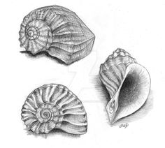 three seashells are shown in black and white