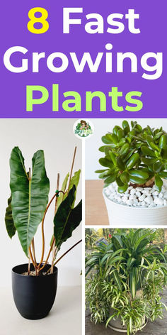 some plants that are growing in pots with the words 8 fast growing plants