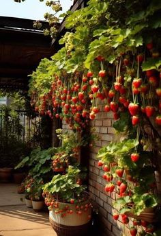 strawberries growing on the side of a brick wall with potted plants hanging from it