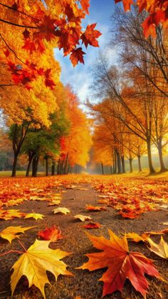 autumn leaves on the ground and trees in the background