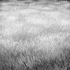 black and white photograph of grass in field