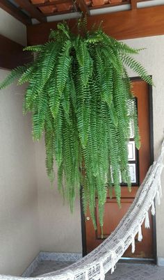 a large fern hanging from the ceiling in front of a door with a hammock