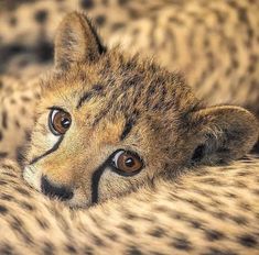 a cheetah laying down with its eyes wide open