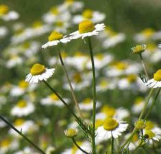 some white and yellow flowers in the grass