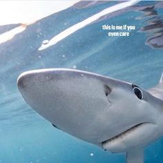 a close up of a shark swimming in the water with a caption that reads, this is me if you even care