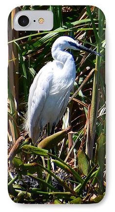 a white bird is standing in the grass