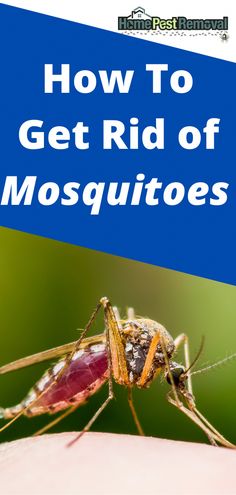 a mosquito with the words how to get rid of mosquitoes