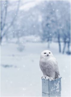 a white owl sitting on top of a box in the middle of a snow covered park