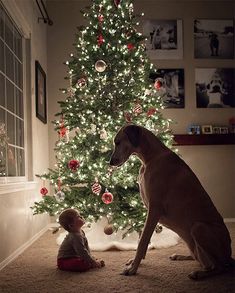 a dog sitting next to a christmas tree with a little boy in front of it