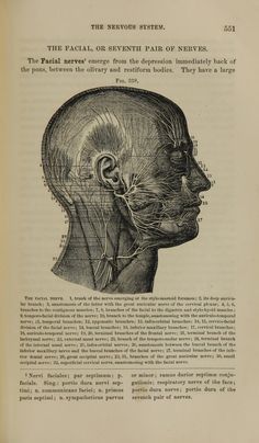 an old book page showing the facial and head muscles