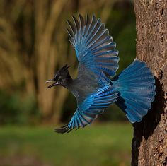 a blue and black bird with its wings spread out on the side of a tree