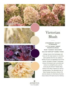 the color scheme for victoria bush