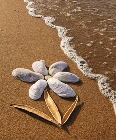 two seashells on the beach with water in the background