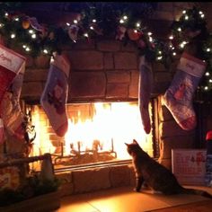 a cat sitting in front of a fire place with stockings hanging from it's mantle