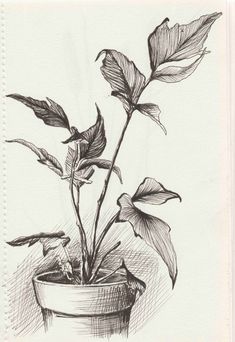 рослина, кімнатна рослина, малюнок лайнером, графіка Plant Sketch Pencil, Plants Aesthetic Art, Drawing Plants And Flowers, Sketching Plants, Plants Sketch