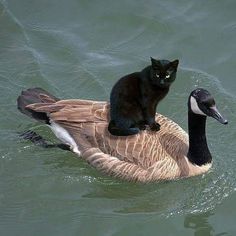 a black cat sitting on the back of a goose in water with another duck nearby