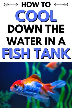 a fish tank with the words how to cool down the water in a fish tank