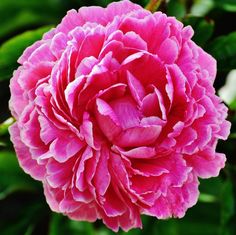 a large pink flower is blooming in the middle of some green leaves and branches