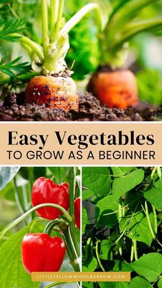 easy vegetables to grow as a beginner