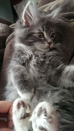 a fluffy gray cat laying on top of someone's lap with its paws stretched out