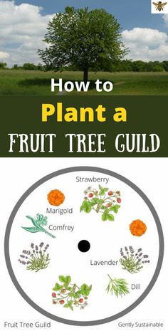 how to plant a fruit tree guide for beginners with pictures on the front and side