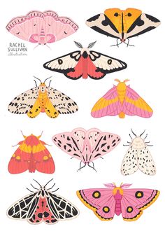 the moths are all different colors and sizes