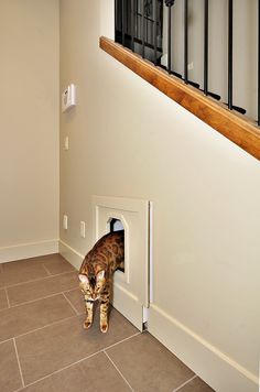 a cat that is standing inside of a door on the floor in front of some stairs