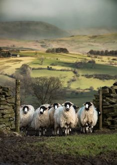 a herd of sheep standing on top of a lush green field next to a stone wall