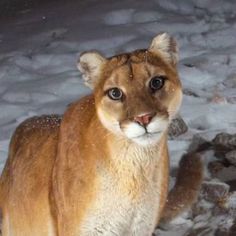 a mountain lion standing in the snow with its eyes open and looking at the camera