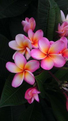 pink and yellow flowers with green leaves in the backgrounnd, taken from above