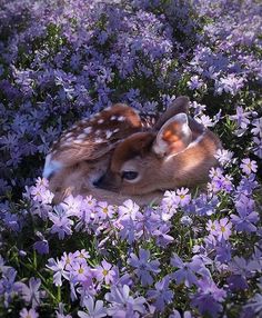 two baby deers cuddle in the middle of purple and white flowered field