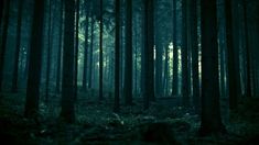 a dark forest filled with lots of tall trees