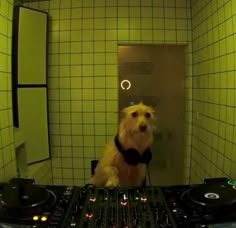 a dog sitting in front of a dj's turntable