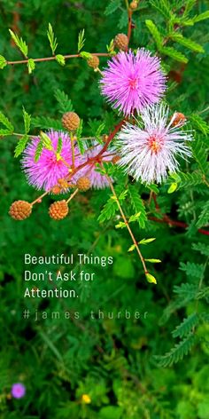 some pink flowers and green leaves with the words beautiful things don't ask for attention