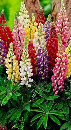 the colorful flowers are blooming in the planter next to the trunk of a tree