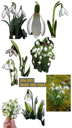 snowdrops and other flowers are shown in this collage with the words snowdrop's january birth flowers