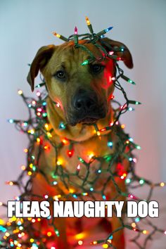 christmas memes work Christmas Eve Meme, Happy Thanksgiving Memes, Good Morning Christmas, Black Labrador Dog, Santa Paws, Christmas Break, The Social Network, Birthday Meme