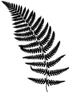 a fern leaf silhouette on a white background