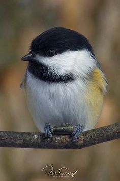 a small black and white bird perched on a branch