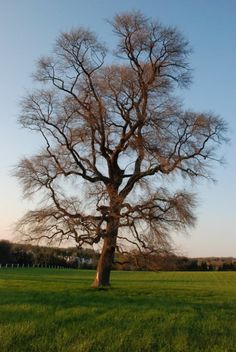 a large tree standing in the middle of a green field with no leaves on it