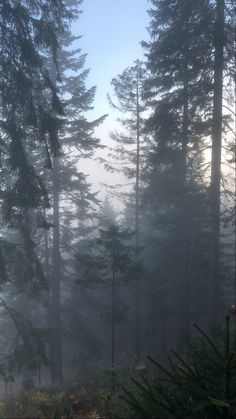 fog in the forest with tall trees