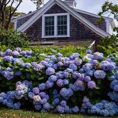 blue and purple flowers in front of a house