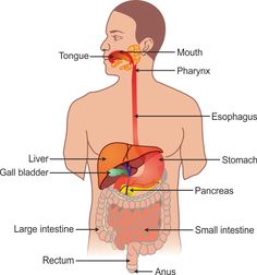 diagram of the human body organs labeled in