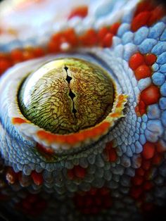 an animal's eye is shown in this close up photo