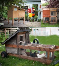 several pictures of chickens in their coops and on the outside, inside and out