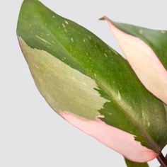 a green and pink plant with leaves on it